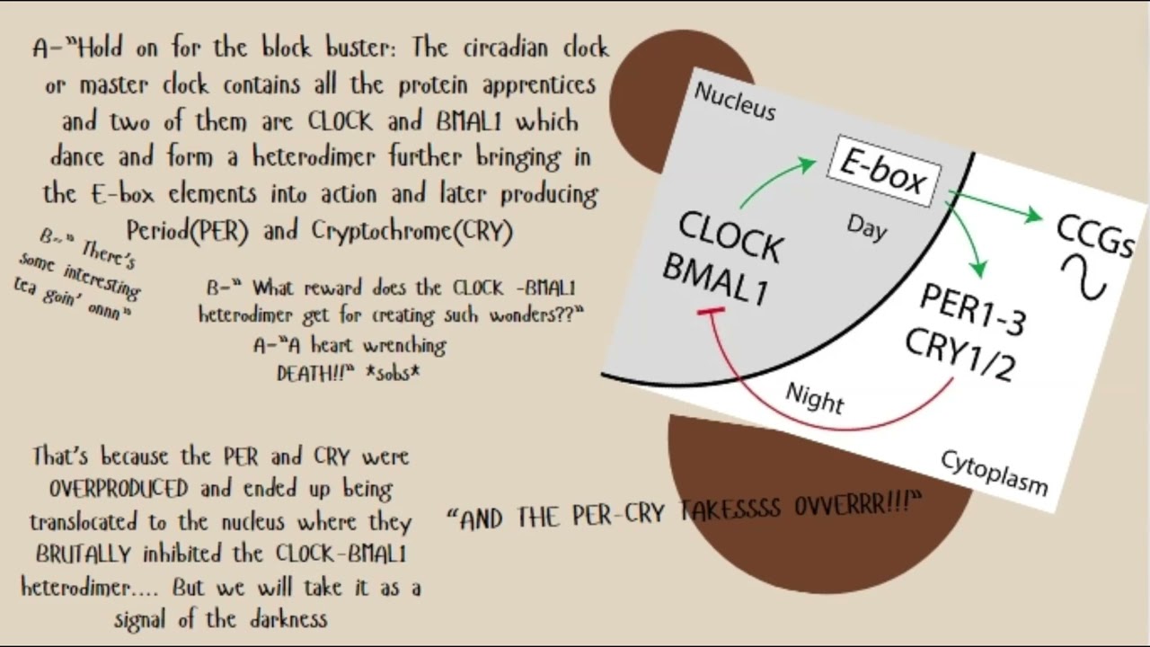 Circadian rhythm: The molecular mechanisms and auxiliary components