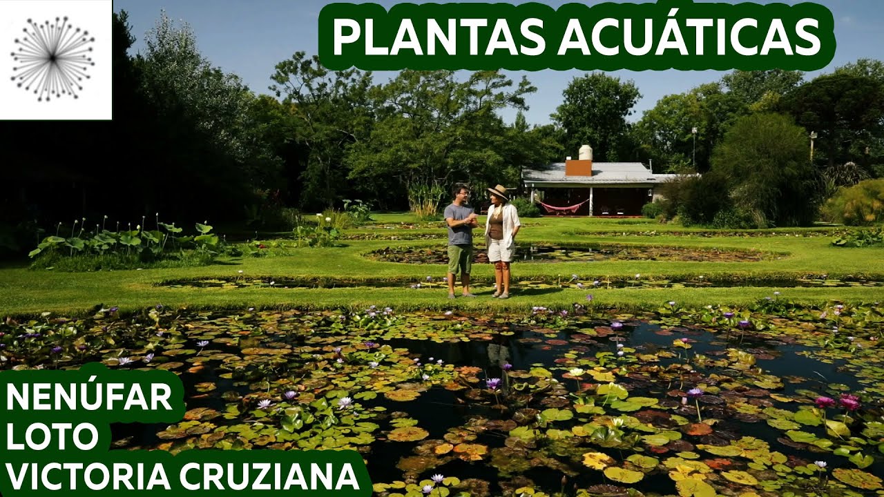 Cultivo de Plantas Acuáticas: Nenúfares, Lotos y Victoria cruziana