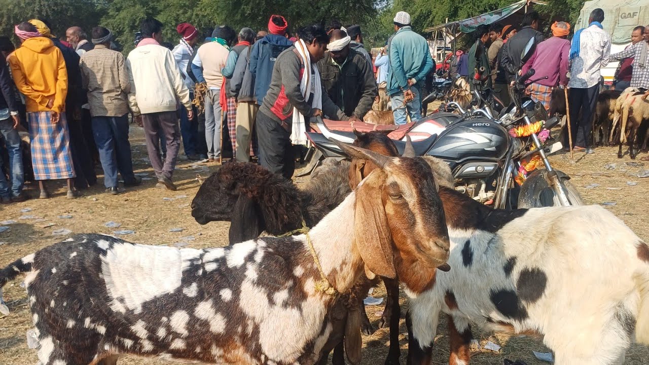 छत्तीसगढ़ का सबसे बड़ा और सस्ता बकरी बाज़ार मुंगेली जाने भाव Goat Market price mungeli Wholesale 