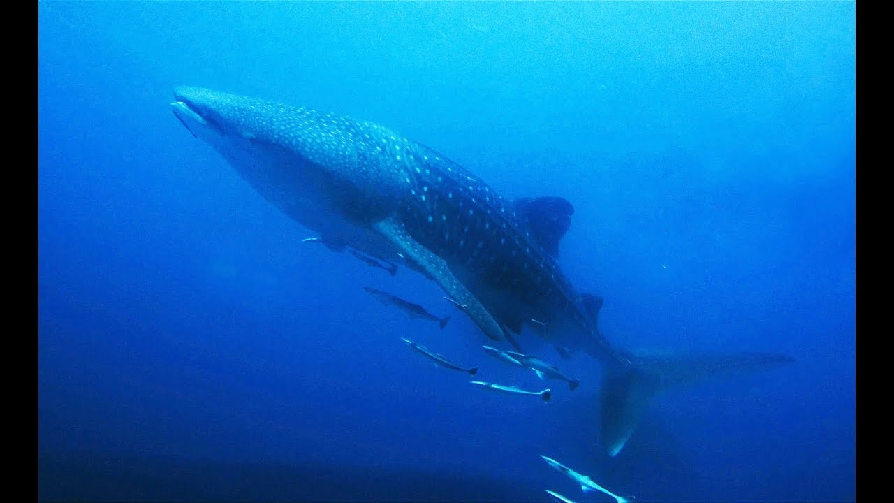 Diving Muscat - Oman - Saman Explorer