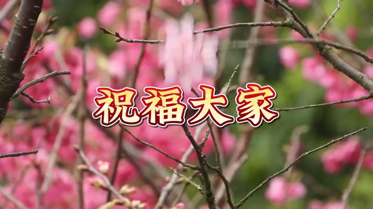 迎春花