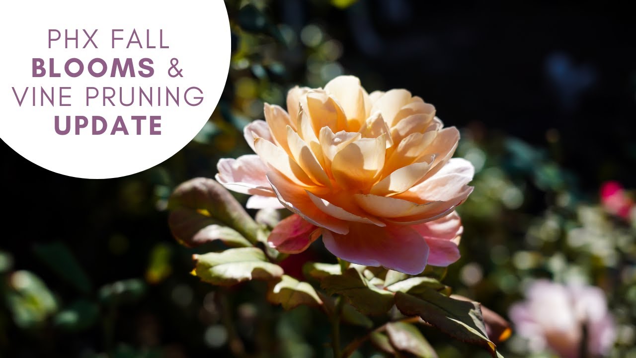 Fall Garden Blooms & Vine Prune Update in Phoenix