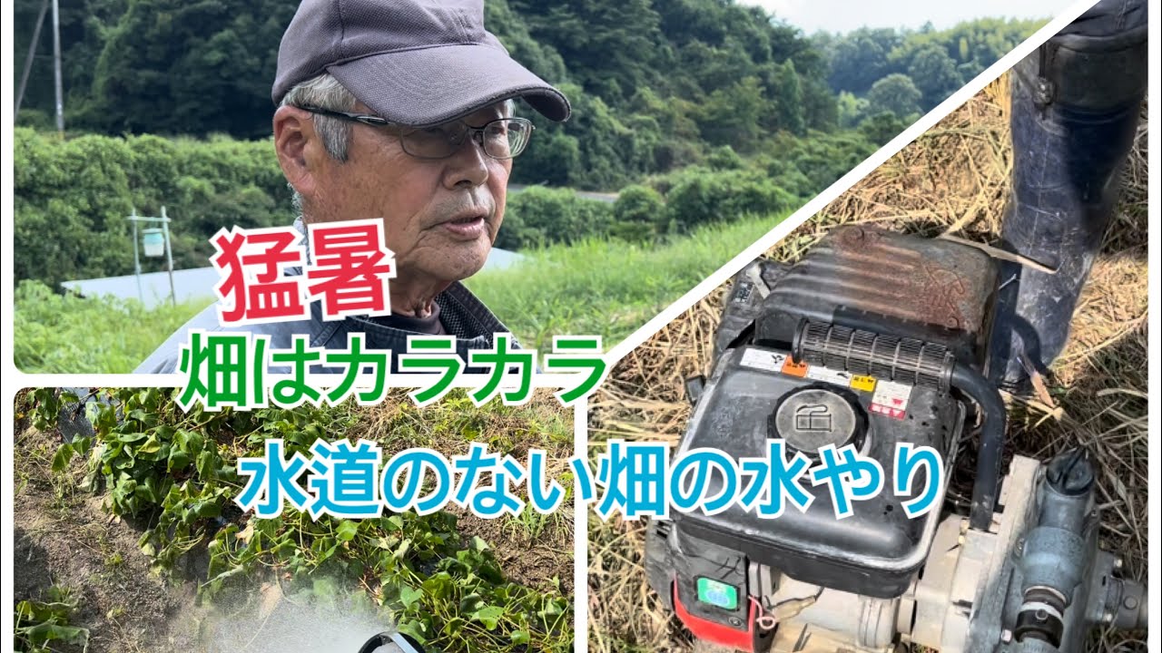 猛暑で畑はカラカラ　どうする？〜水道のない畑の水やり〜