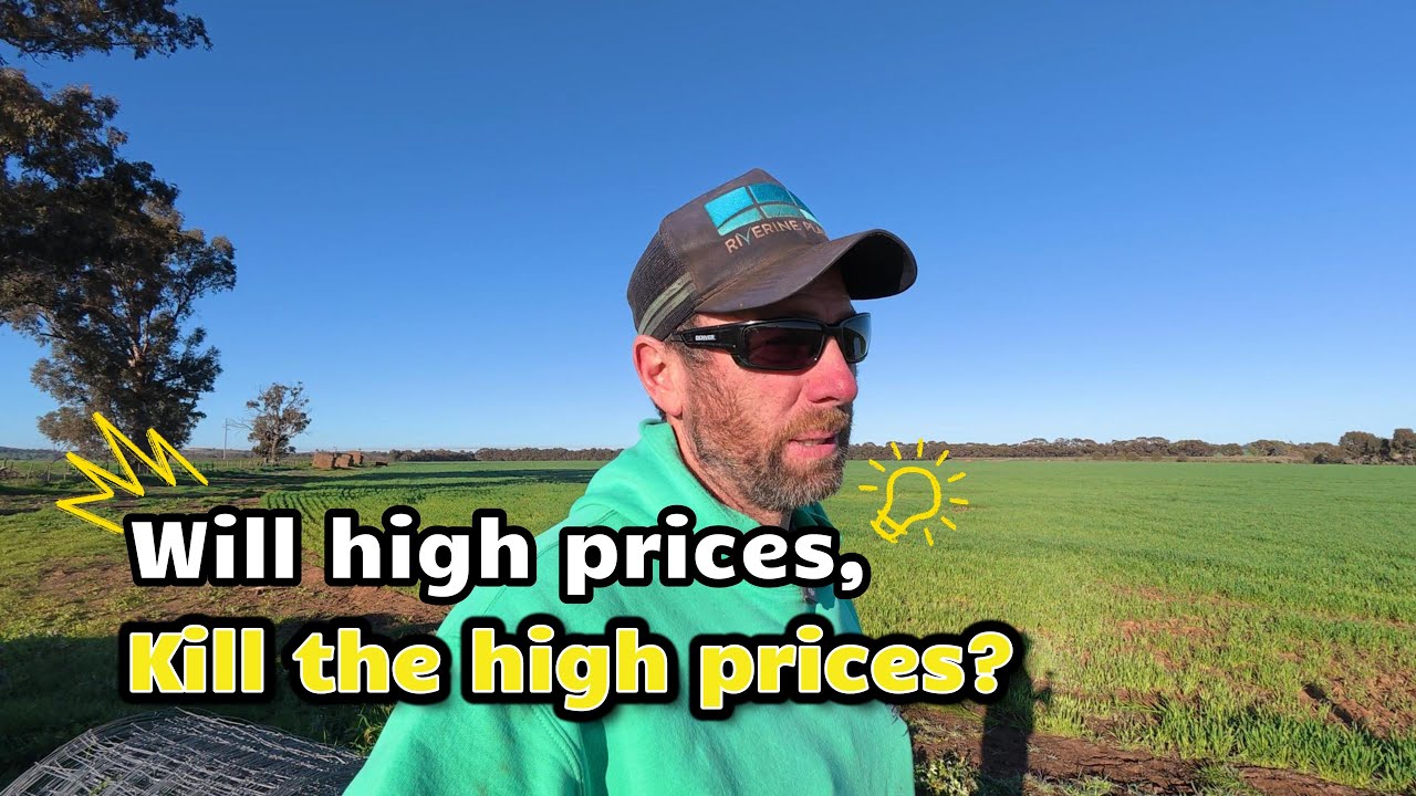 Record prices for lamb!