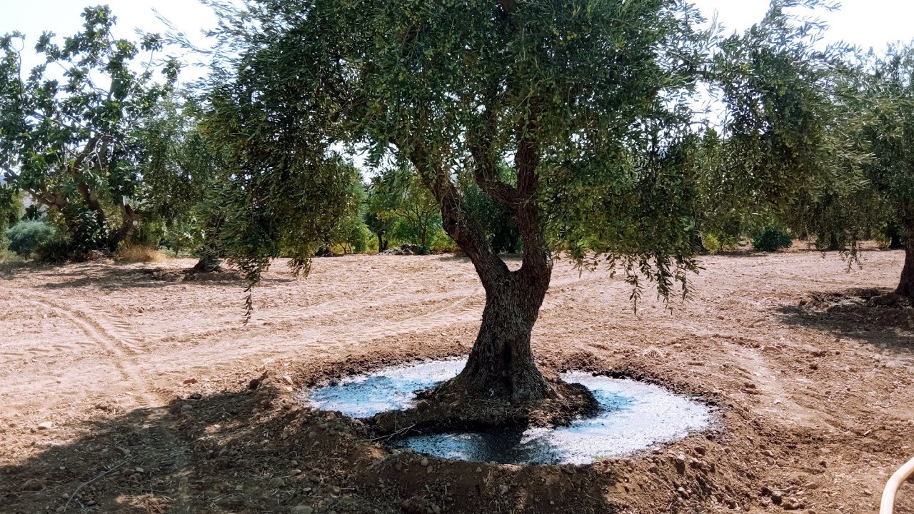 موسم سقي اشجار الزيتون في عفرين 2024، موسيقى عفرينية مع اجمل مناظر الطبيعى الخلابة مصورة من عفرين