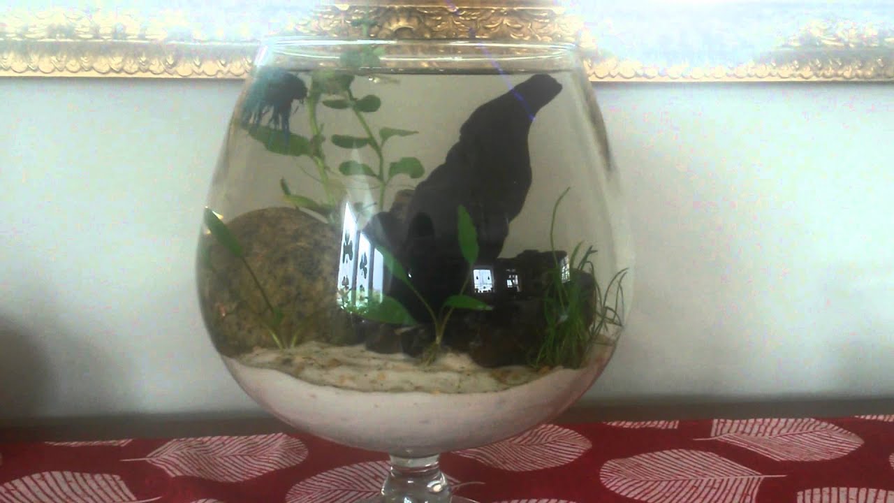 Planted Beta bowl