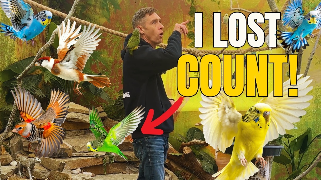Я пытался посчитать своих птиц… и сдался 🐦