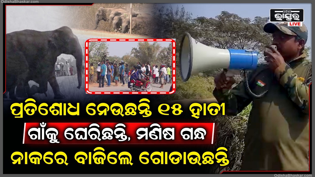 ଗାଁକୁ ଘେରିଛନ୍ତି ୧୫ ହାତୀ, ମଣିଷ ଦେଖିଲେ ଗୋଡେଇ ଯାଉଛନ୍ତି, ଭୟରେ ତାଟି କବାଟ ଦେଇ ଘରେ ଲୁଚିଛନ୍ତି ଗାଁ ଲୋକେ..