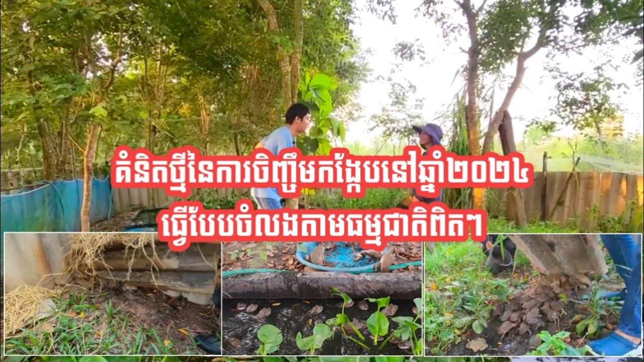 គំនិតថ្មីនៃការចិញ្ចឹមកង្កែបនៅឆ្នាំ២០២៤ ធ្វើបែបចំលងតាមធម្មជាតិពិតៗ/ Raising frogs naturally.