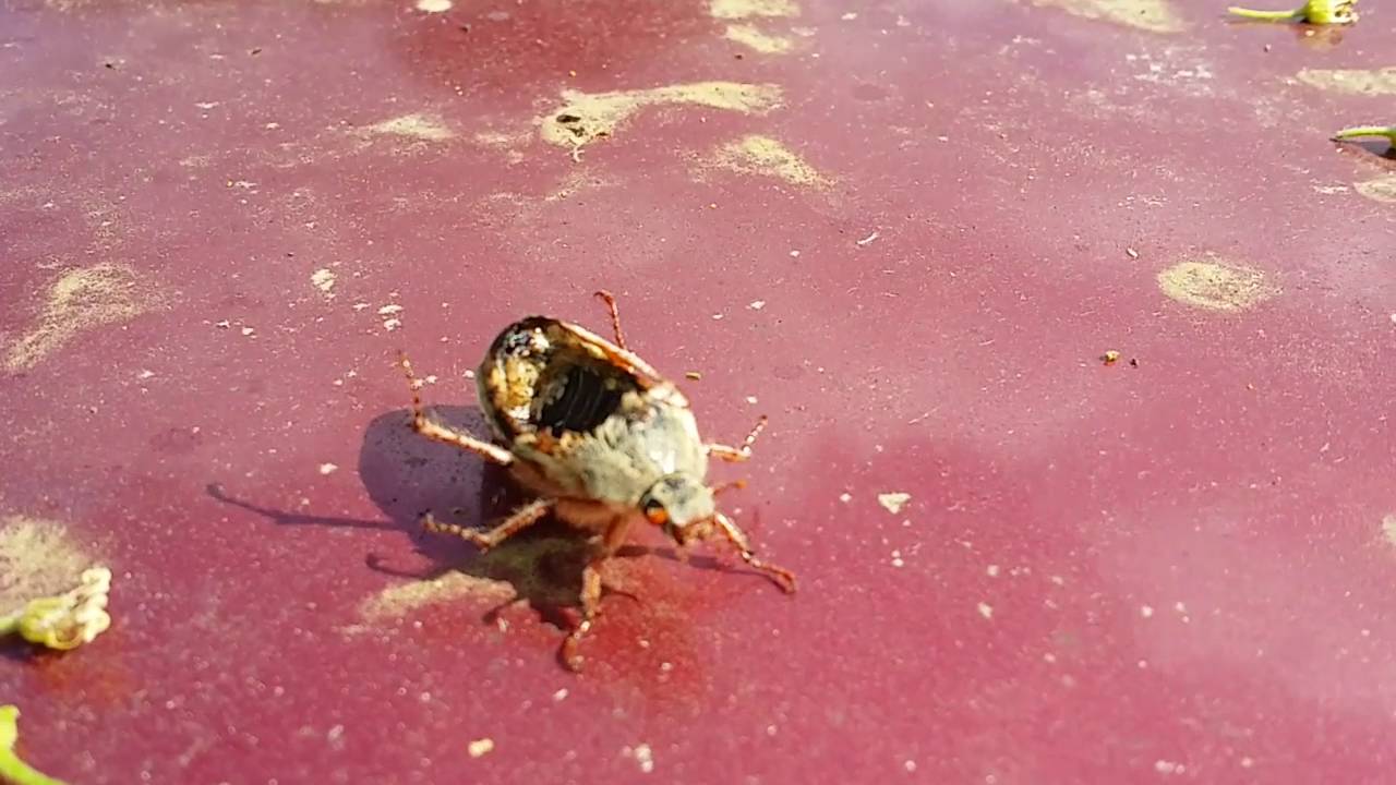 INCREDIBLE,CRAZY UNBELEIVABLE REAL ZOMBIE INSECT WALKING!!!