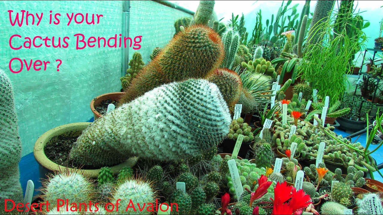 Why is my Cactus Bending Over ? | #cactus  #cactusplants #cactiandsucculents