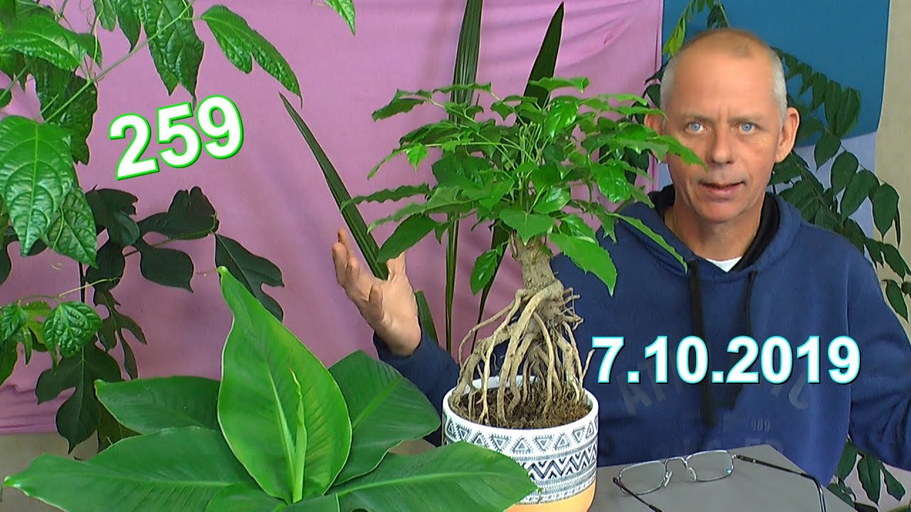 Zimmeresche Bonsai und nu was damit machen? Wurzeln, Schneiden und Einpflanzen