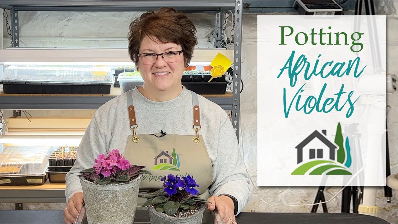 Potting African Violets - 🌸🪴🌸