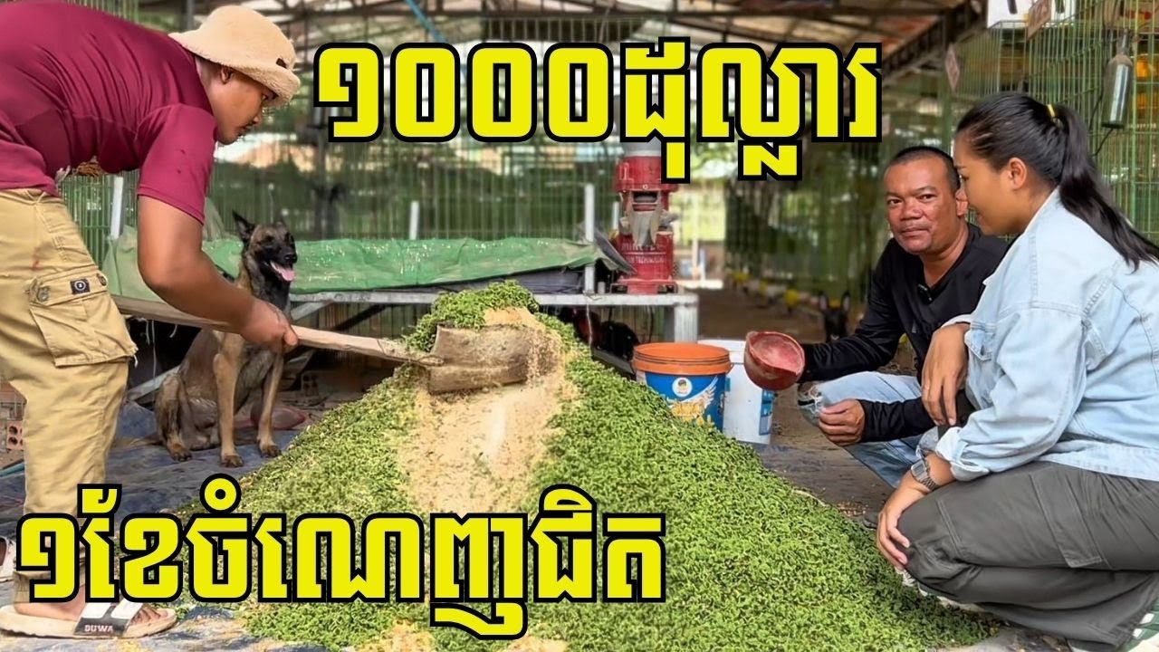 ចិញ្ចឹមមាន់២ពាន់ក្បាល ឲ្យស៊ីចំណីការ៉ុង១ខែអស់ ១០លានរៀល បើធ្វើចំណីខ្លួនឯង ១ខែចាយអស់តែ៥លាន៛
