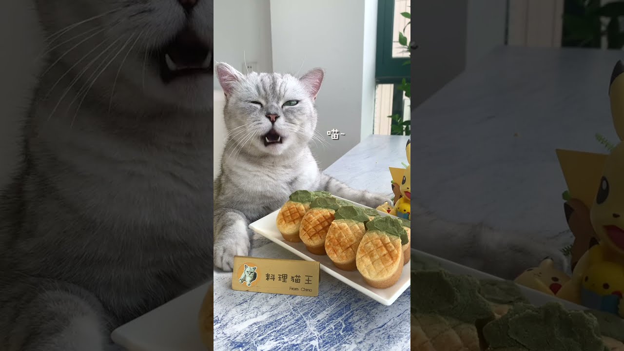 Meow Chef Videos Must Watch! 