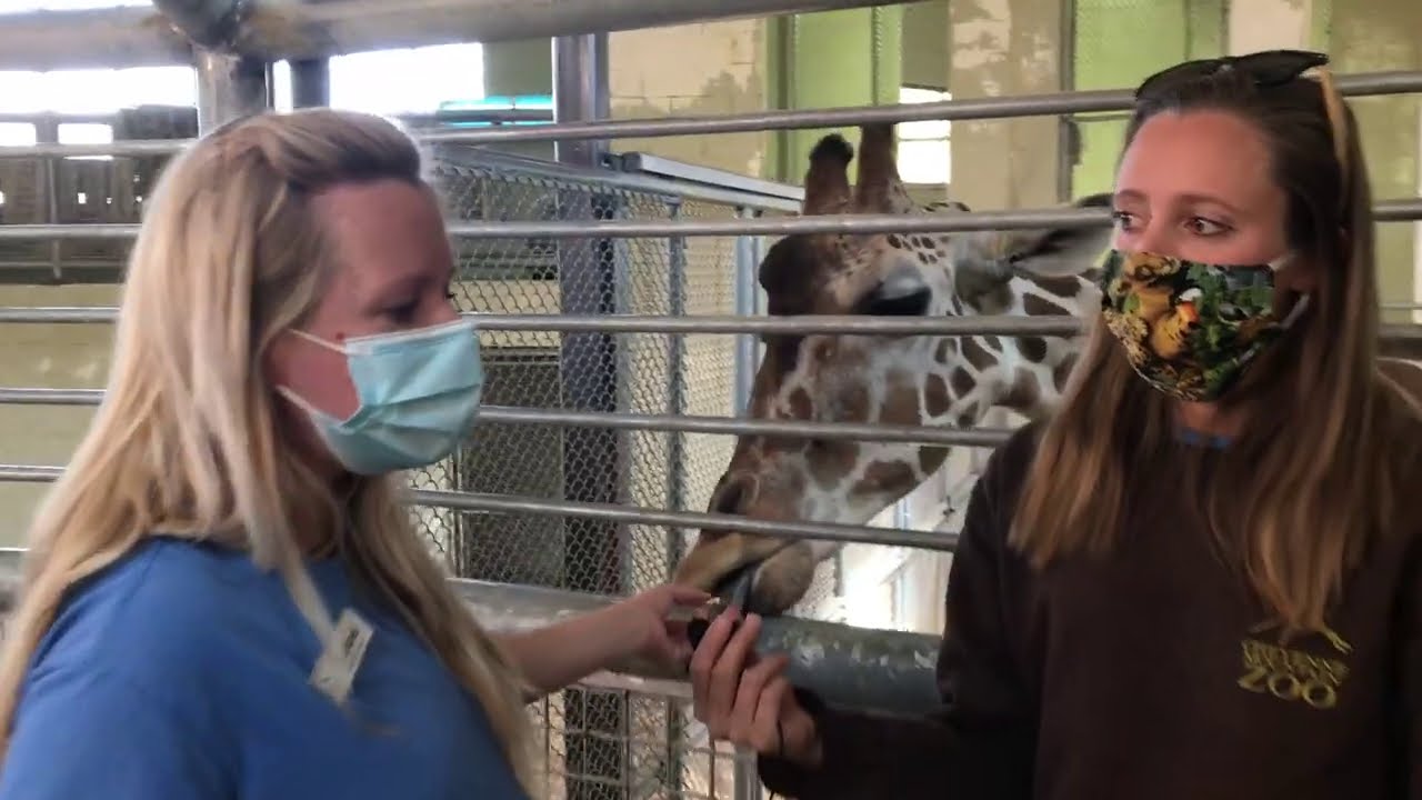 Bailey's Giraffe Calf Update 10/5/2020