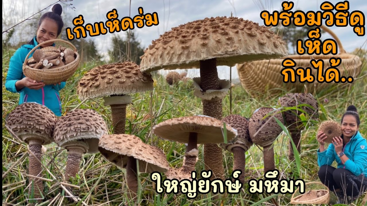 EP.65| Parasol sammeln เห็ดร่มยักษ์ใหญ่ เต็มตะกร้า เจอ🍄ตอนกลับบ้านแล้วพร้อมวิธีดูเห็ดร่มที่กินได้..