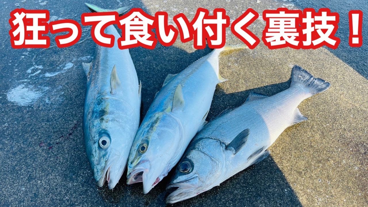 ブリでも何でも狂って食い付く理由はこれ！周りと差がつく入れ食いの秘訣を教えます【飲ませ釣り】