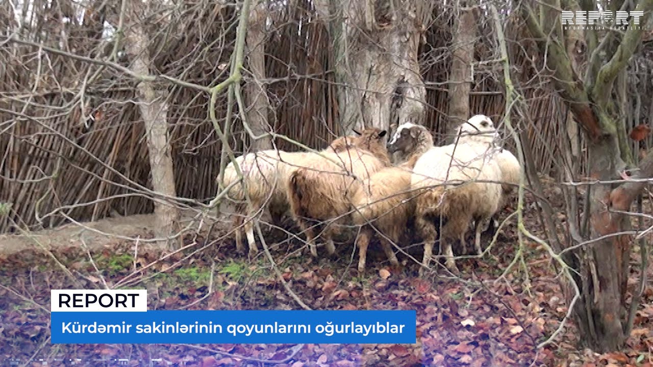 Kürdəmir sakinlərinin qoyunlarını oğurlayıblar