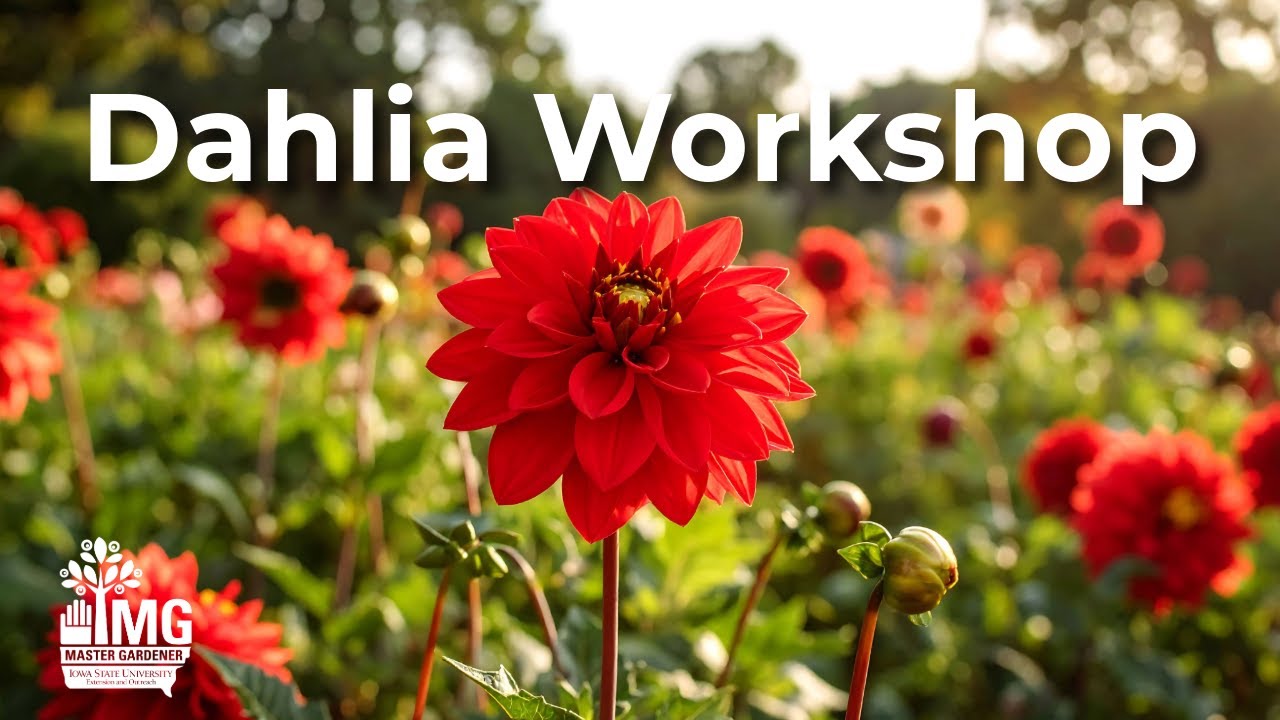 Dahlia Workshop - Johnson County Master Gardeners