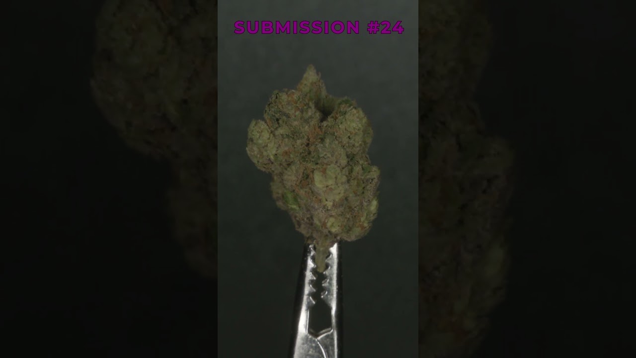 Submission #24 | Legacy Cup V Indoor Flower Competition