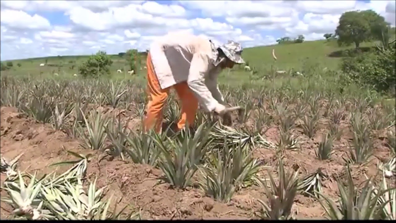 Celleron® no Abacaxi - Reportagem da TV Paraíba Rural.