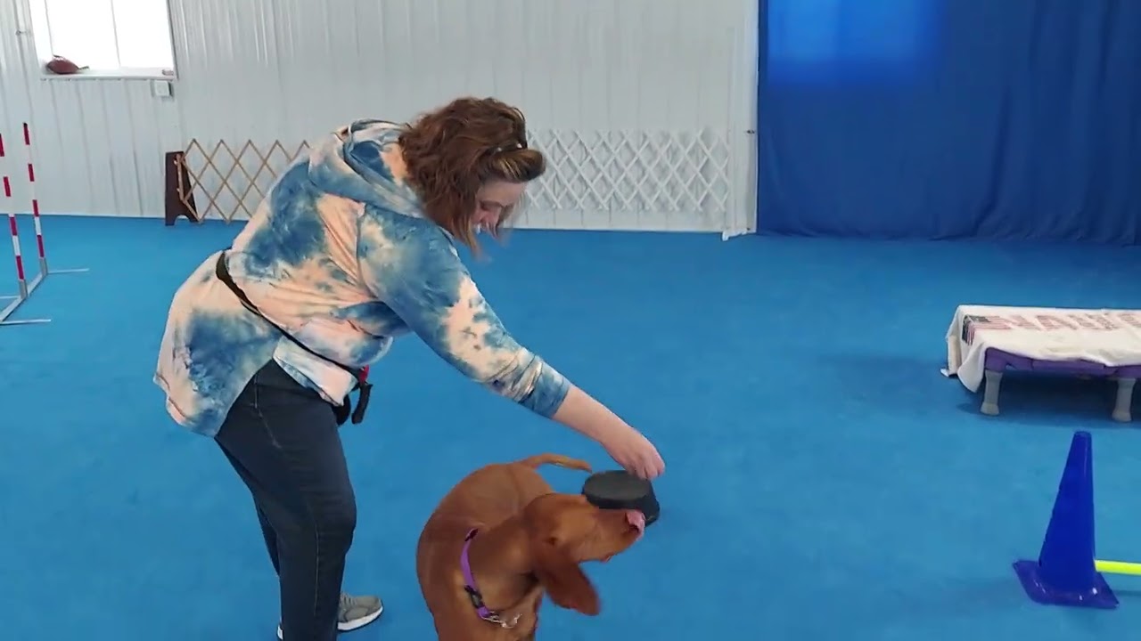 Over  AKC Fit Dog Level 1