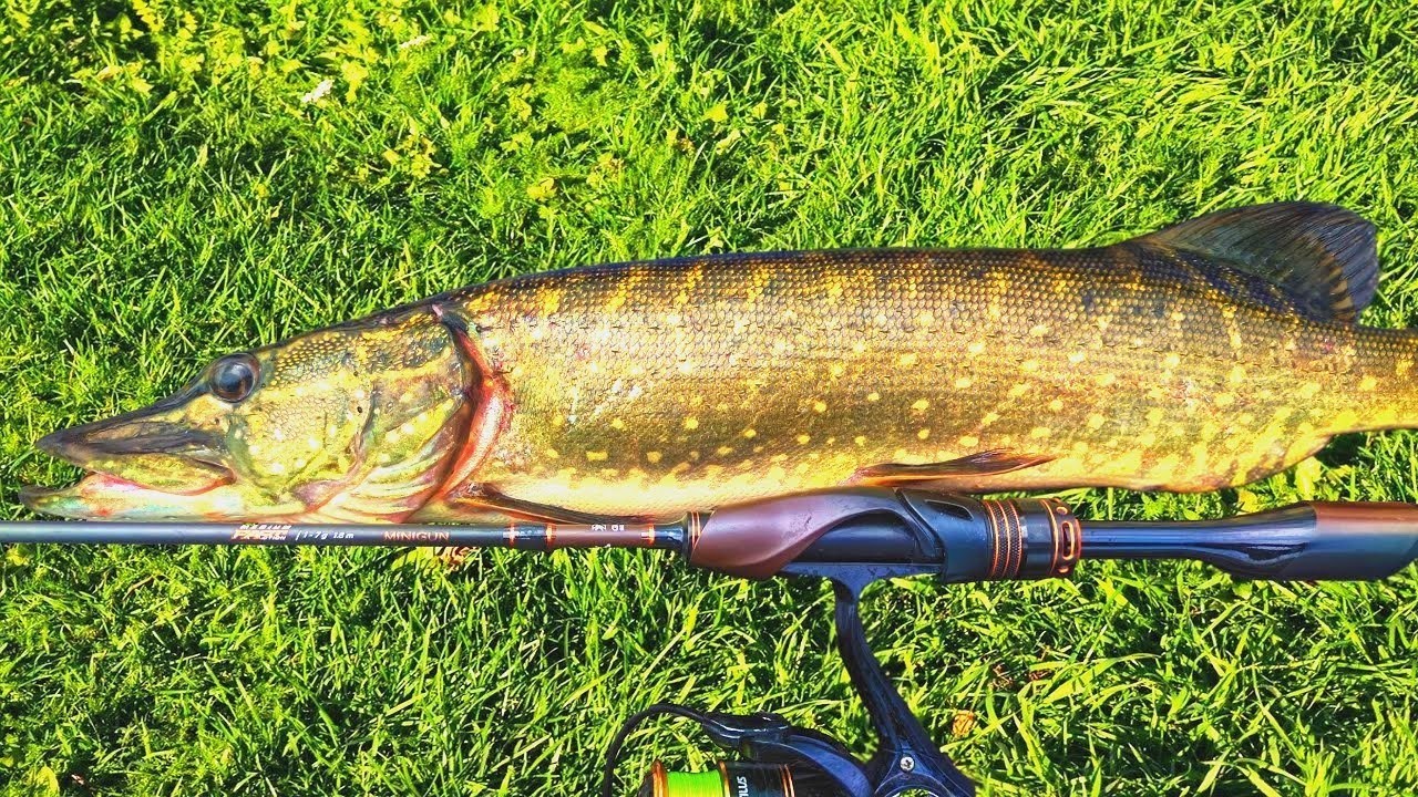 НОВИНКА 2024! Maximus Minigun 18UL 1-7g  Тест Обзор спиннинга Рыбалка в августе 2024