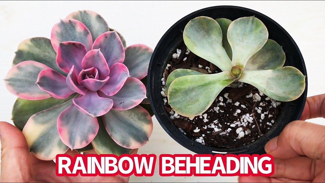 #353 SUCCULENT BEHEADING | PROPAGATE RAINBOW FROM LEAVES | Nhân giống SEN ĐÁ CẦU VỒNG Bằng Huỹ Đỉnh