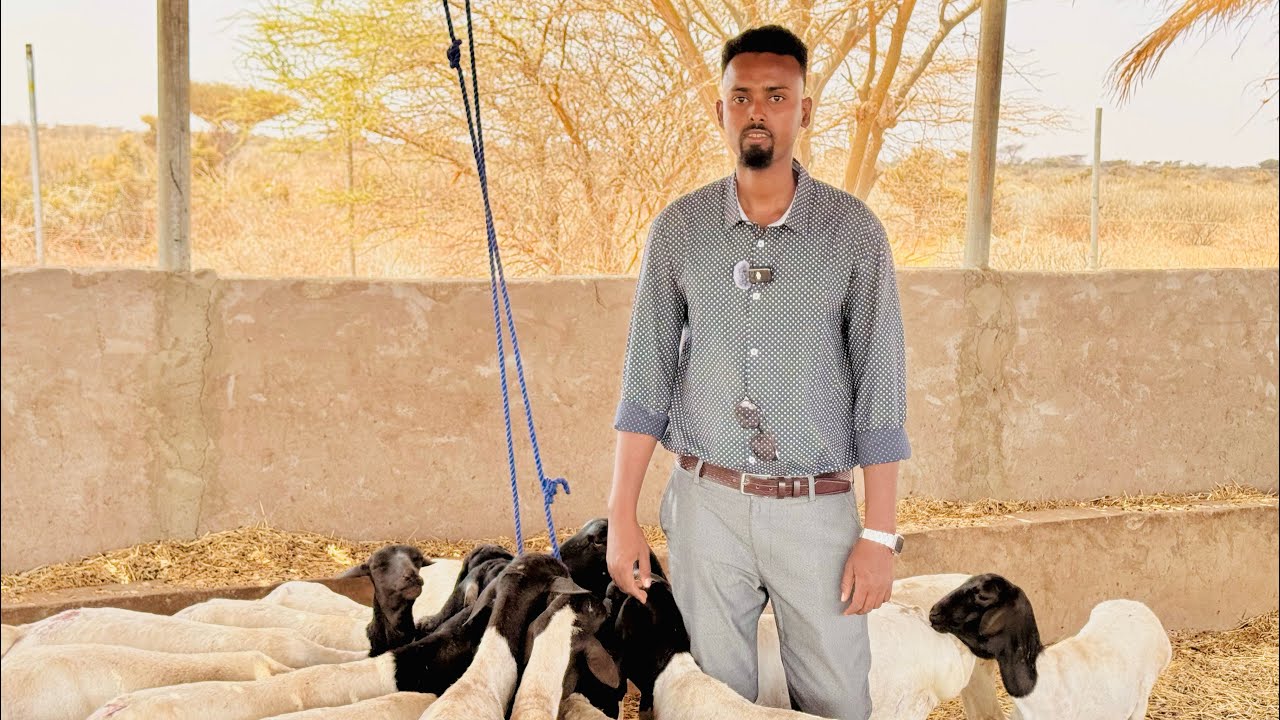 Beertan waxa lagu dhaqa 100 neef oo ido ah habkan oo waxbadan ka badalay dhaqankii hore