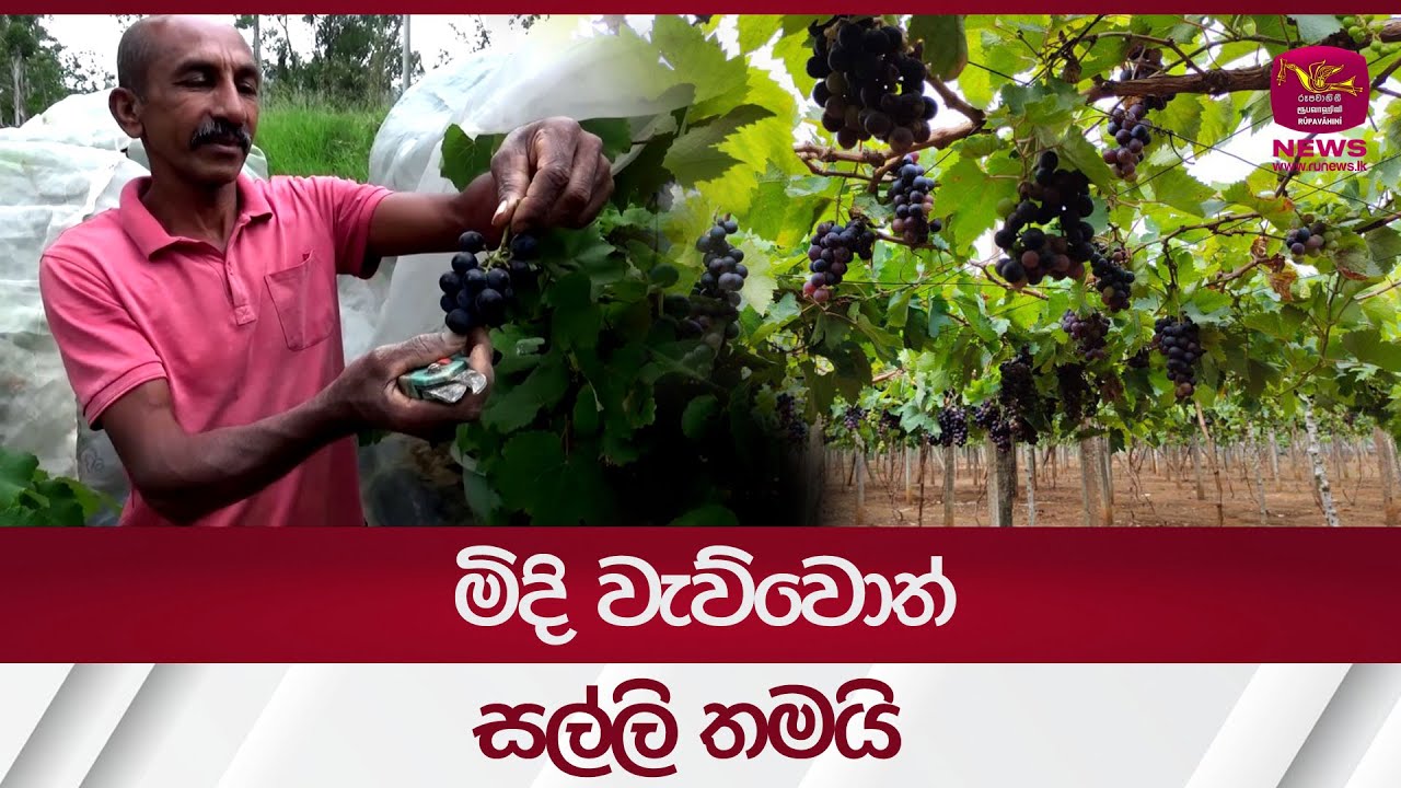 grapes cultivation| මිදි වැව්වොත් සල්ලි තමයි