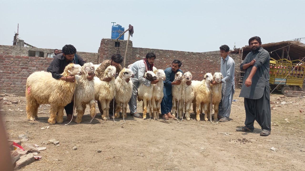 110 ka jora Mundra chatra kaka gulabi M Nawaz goat farming | bakra mandi gujranwala