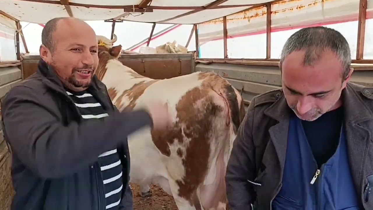 ÇORUM CANLI HAYVAN PAZARI 2.bölüm .!!! Pazarın nabzını biz tutarız #Gıdıklı