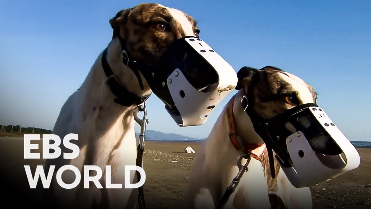 [ENG SUB] The Incredible Speed of the World’s Fastest Dog Greyhound 