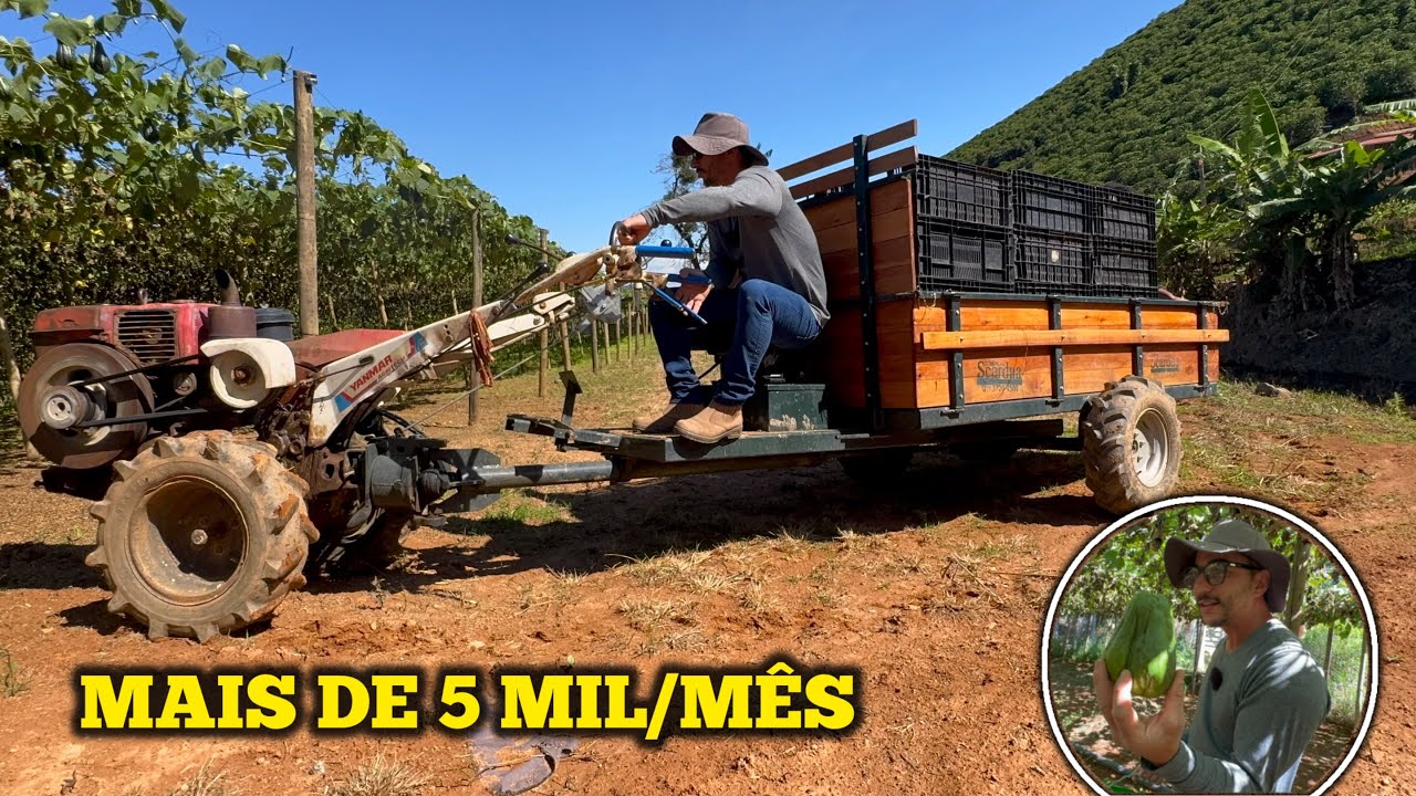 AULA COMPLETA DE COMO VIVER DA PRODUÇÃO DE CHUCHU 