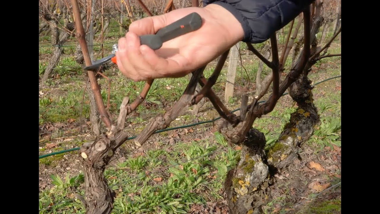 Taille de vigne - Famille CHAUVIN