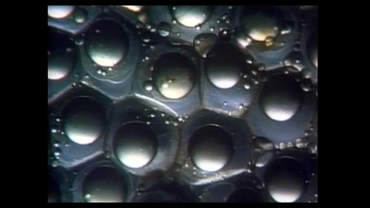 Producing Striped Bass in Hatcheries