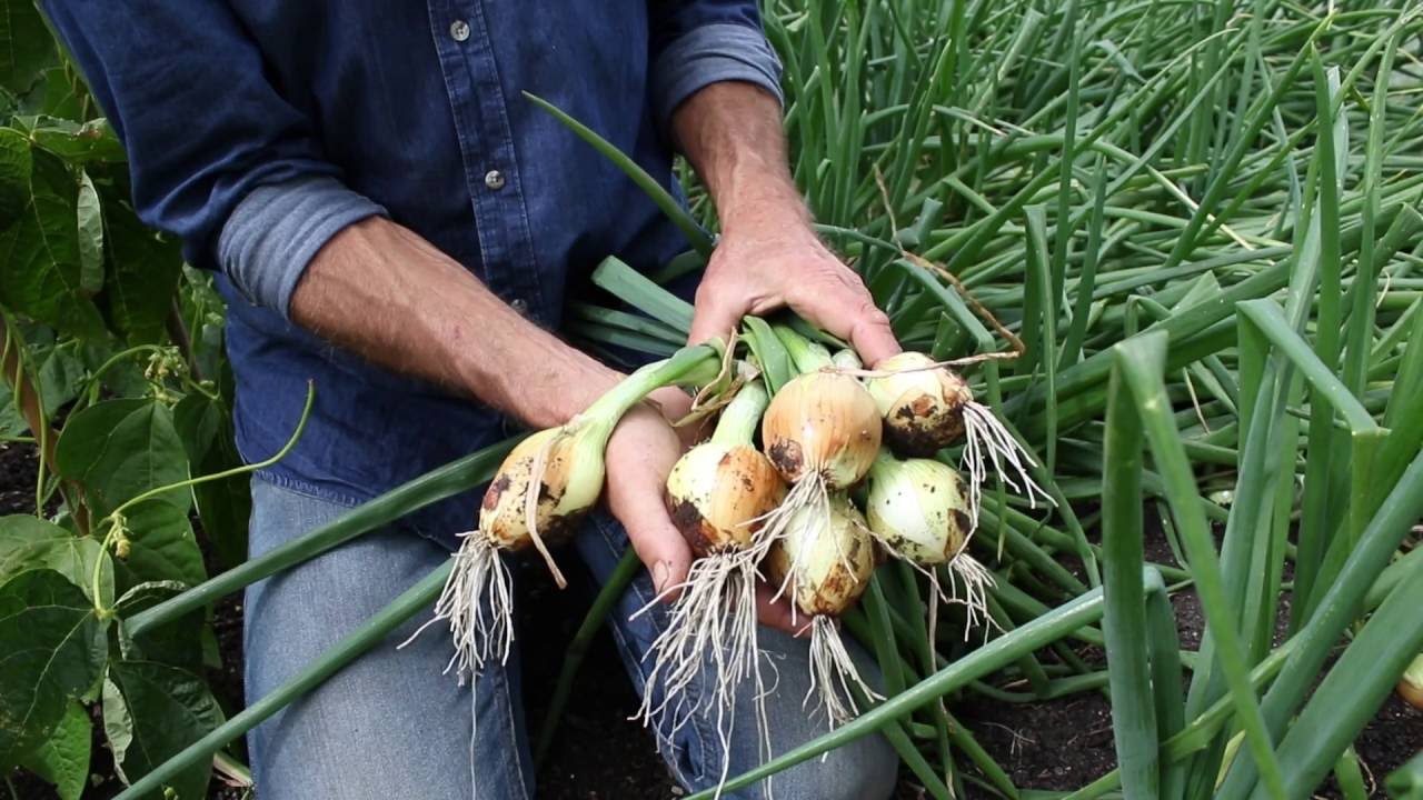 Midsummer harvests of no dig potatoes and multi-sown onions.