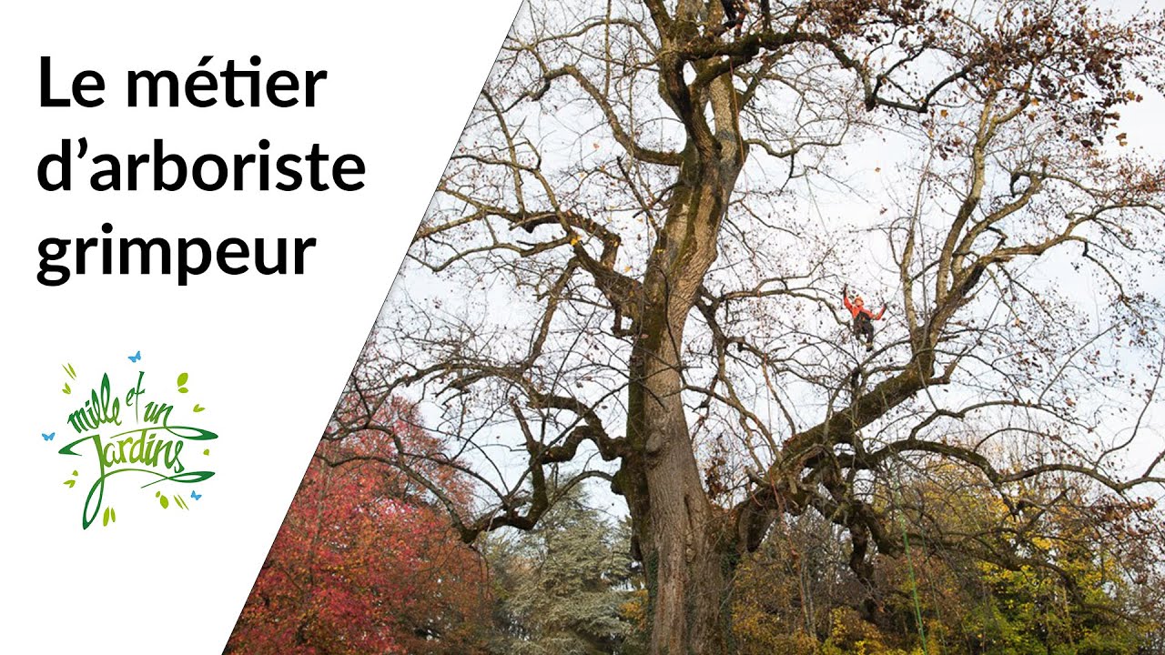En quoi consiste le m&eacute;tier d'arboriste grimpeur ?