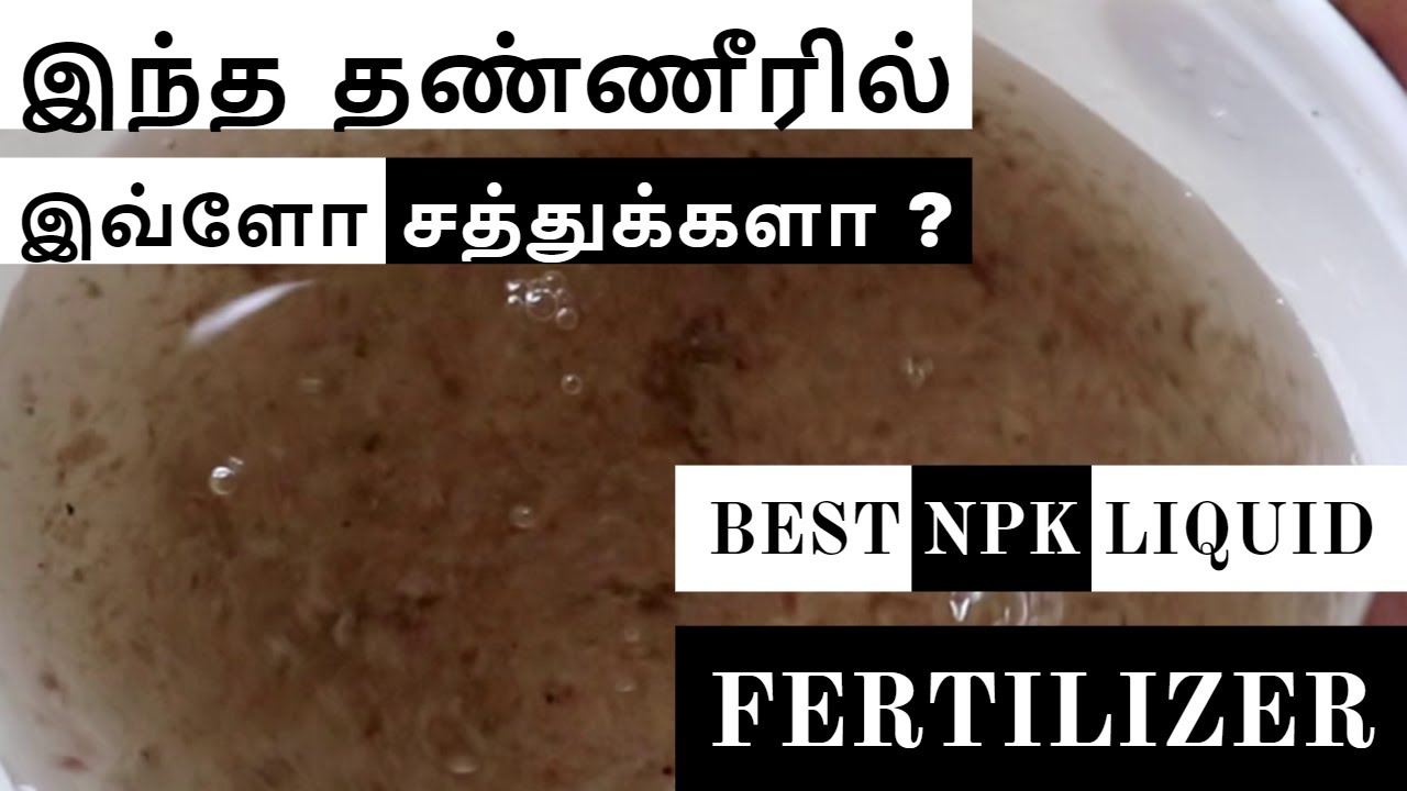 Best Zero Budget NPK Liquid Fertilizer !