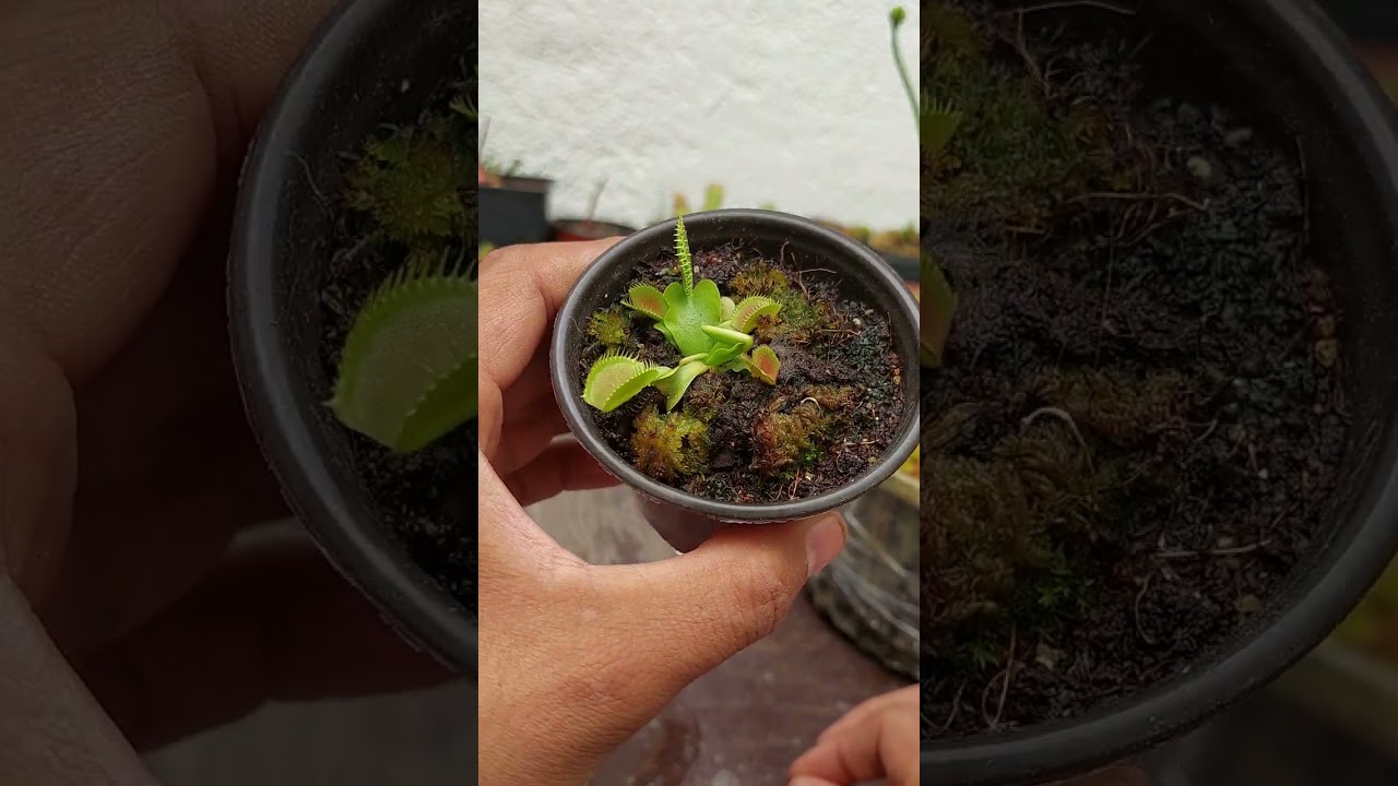Cuidado de las venus atrapa moscas 