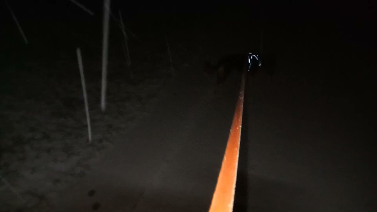 Minnie auf Spurensuche im frischen Schnee 