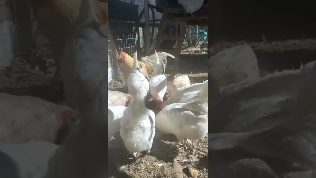 Zir Rooster                              Red Pyle Old English