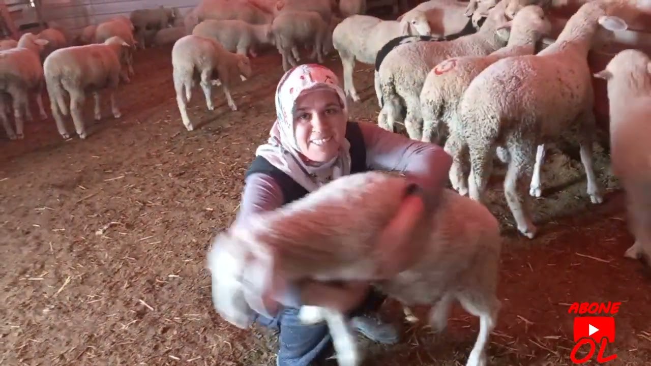 KURBANLIK KUZULARIMIZI AYIRDIK 🐏🐑🐏🐑🐏🐑🐏🐑