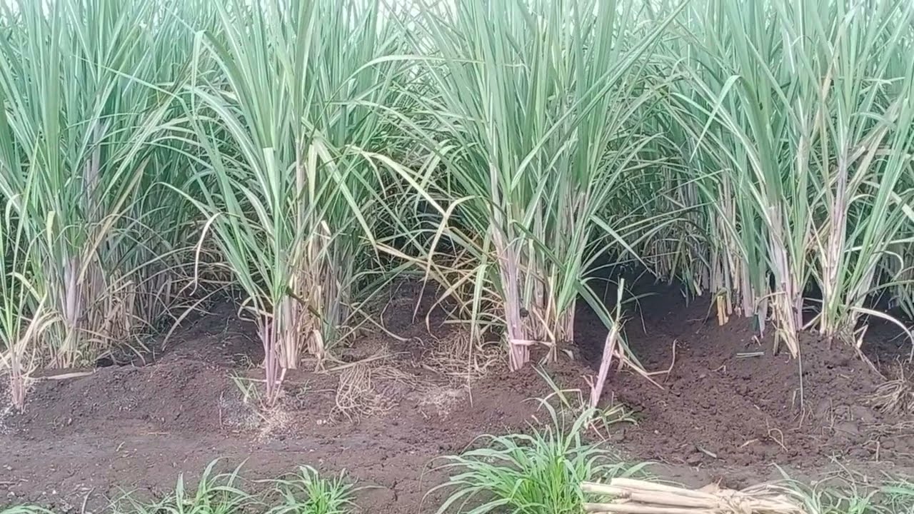 powertiller in sugarcane