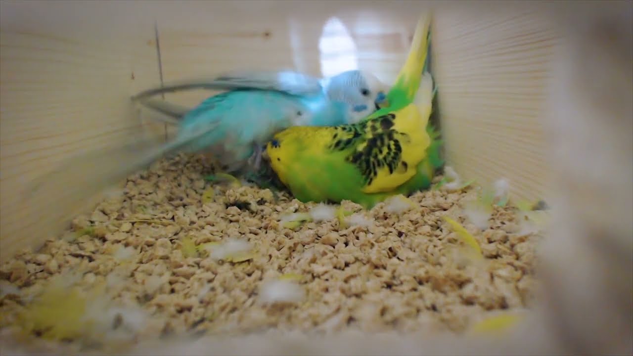 How long Birds sit on eggs