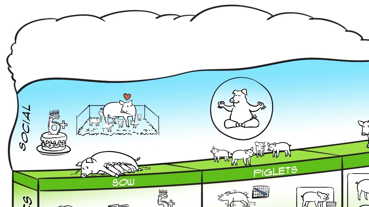 Hypor Sustainable Swine Breeding