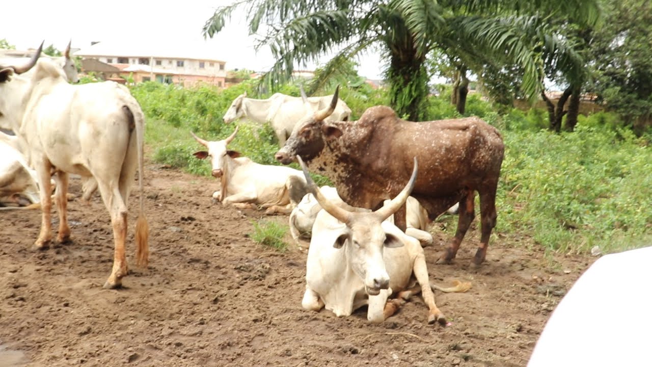EDO: A VISIT TO EVBUOTUBU CATTLE MARKET BENIN CITY, FRESH UPDATE