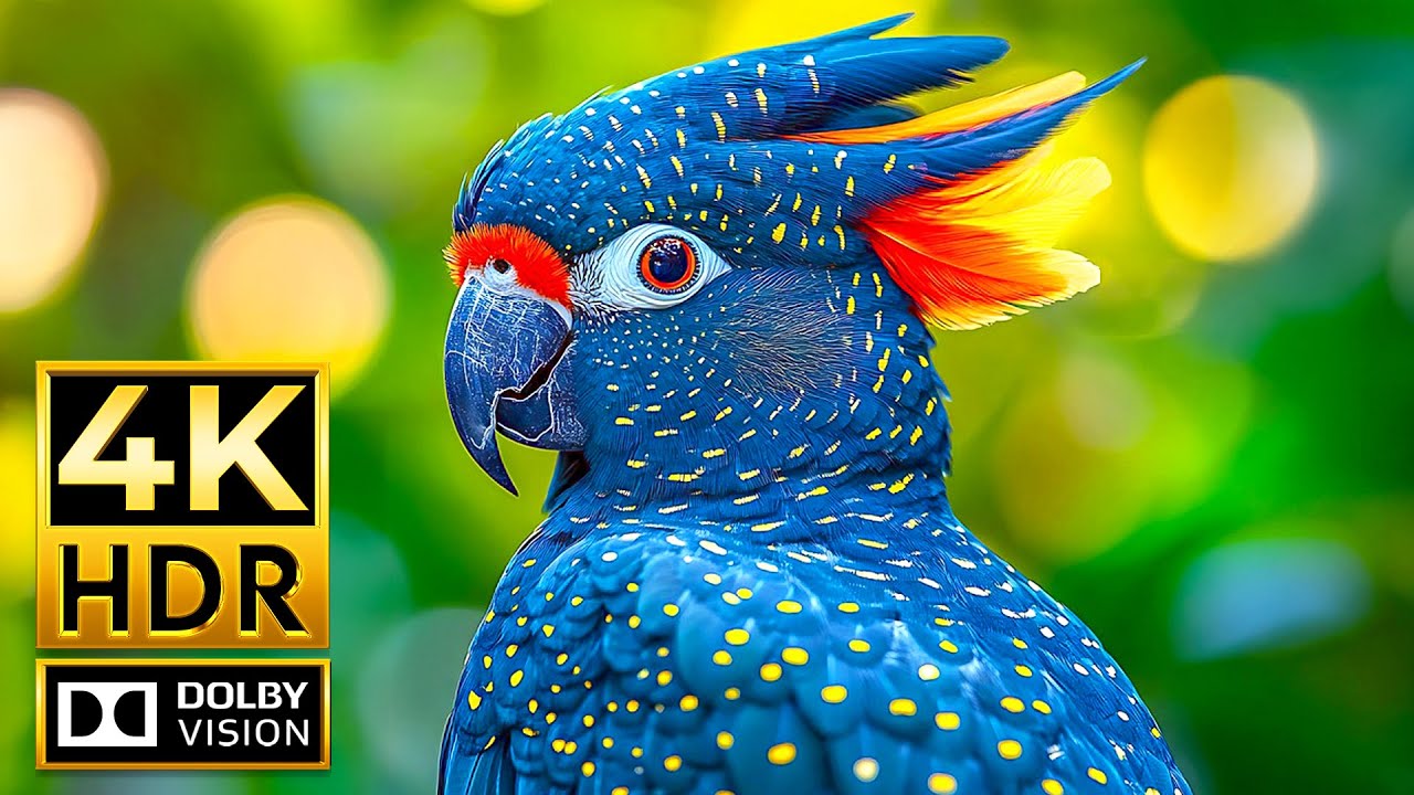 Incredible Wildlife in Stunning 4K HDR 60fps Dolby Vision