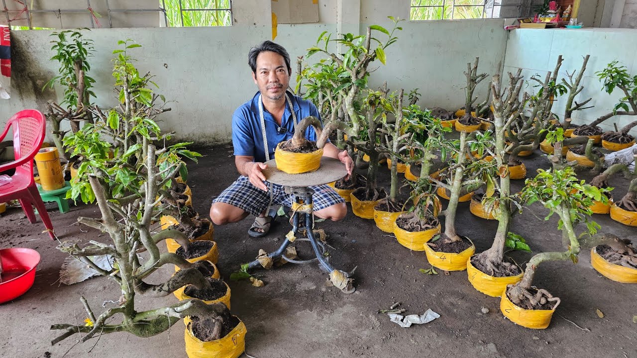 A Sự 📲 0348609043 xả hàng mai giảo Thủ Đức đế đẹp giá rẻ 27/1 Chợ Gạo (@Maivàng Quê dừa)